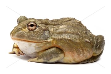 African bullfrog on white background