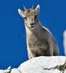 Junger Ibex Massiv des Bornen Alpen Frankreich