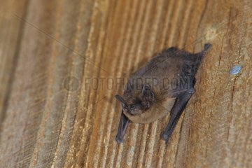 Gemeinsame Pipistrelle an einer Holzwand Frankreich