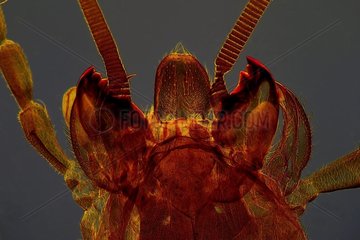 Mole cricket mouth pieces Zoom x20