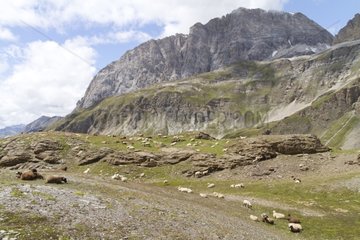 Sheeps in mountain pastures of the Vanoise NP Alps France