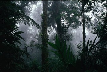 Wald in der Höhenregion von Verapaz Guatemala