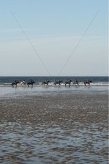 Pferdewanderung am Strand in der Normandie Frankreich