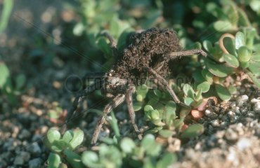 Wolf spider carrying its young on its back