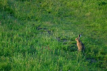 Hare of Europe in the twilight Kardoskut Putza Hungary [AT]