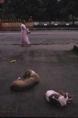 Hunde  die auf einem Bürgersteig in Burma liegen
