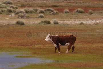 Vache Patagonie Argentine