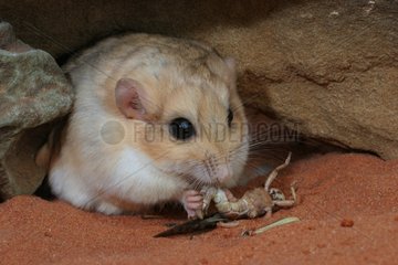 Gerbil tailed fat devouring a crack in a terrarium