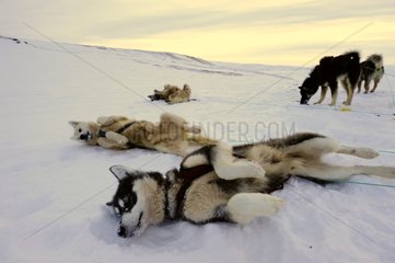 Sled dogs are scratching in the snow after a step Greenland
