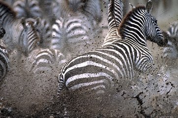 Grant's Zebras splashed mud Serengeti Tanzania