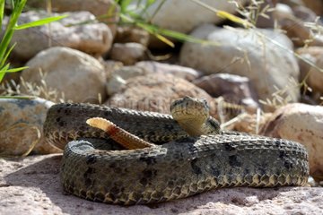 Mexican dusky rattlesnake - Mountains South Mexico