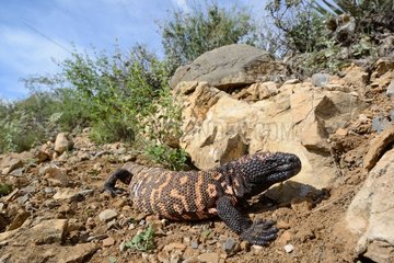 Gila monster in the desert - Arizona USA
