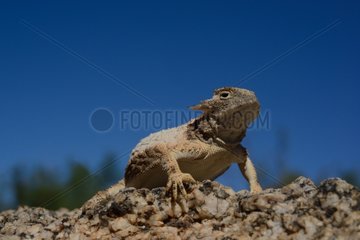 Roundtail horned lizard in the desert - Arizona USA