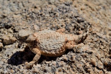 Roundtail horned lizard in the desert - Arizona USA