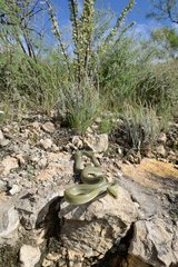Green ratsnake on rocks - Chiricahua mountains Arizona USA