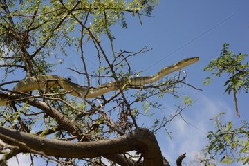 Green ratsnake on branch - Chiricahua mountains Arizona USA