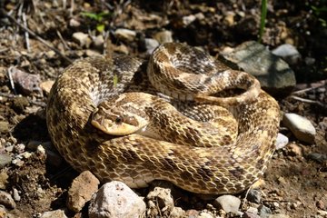 Kennerly's hog nosed snake in desert - Arizona USA