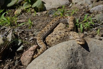 Kennerly's hog nosed snake in desert - Arizona USA