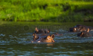 Hippos in the Zambezi River - Victoria Falls