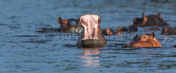 Hippos in the Zambezi River - Victoria Falls
