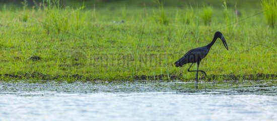 African Openbill on Zambezi River bank - Victoria Falls