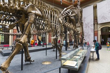 Natural history museum of Belin - Germany