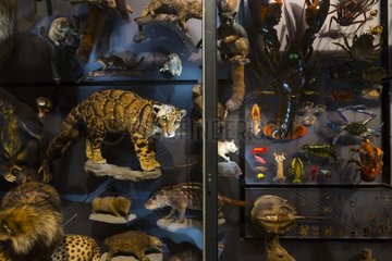 Natural history museum of Belin - Germany