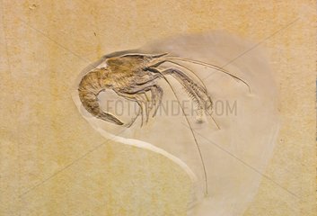 Fossil at Natural history museum of Belin - Germany
