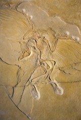 Fossil at Natural history museum of Belin - Germany