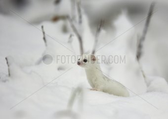 Least weasel in the snow - Eastern Finland
