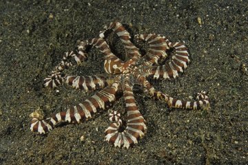 Zebra Octopus Lembeh Strait Indonesia