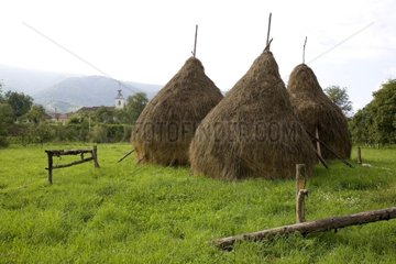 Group of traditional haystacks Romania