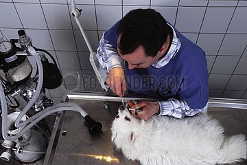 Détartrage des dents d'un chien par le vétérinaire