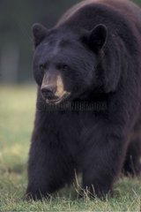 Dakota USA Gefangene Schwarzbären