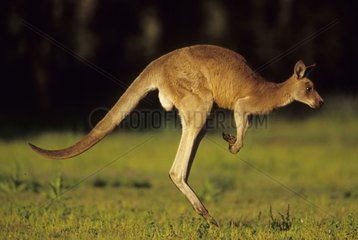 Mâle de Kangourou géant sautant Warrumbungle Australie