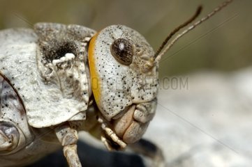 Head of a Locust hedgehog Alpes-Maritimes
