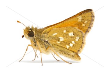 Silver-spotted Skipper on white background
