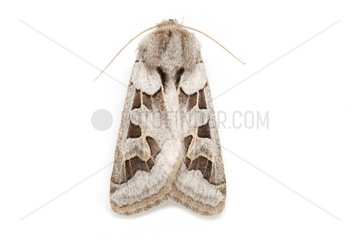 Noctuid Moth on white background