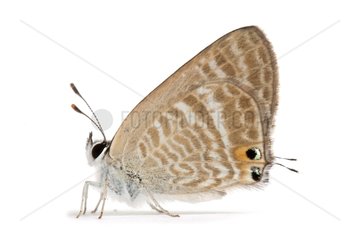 Long-tailed Blue on white background