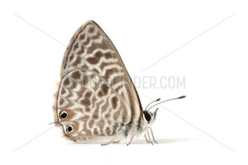 Lang's Short Tailed Blue on white background