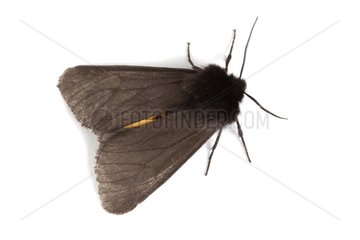 Tiger Moth on white background