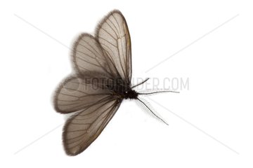 Bagworm moth on white background