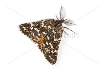 Geometer moth on white background