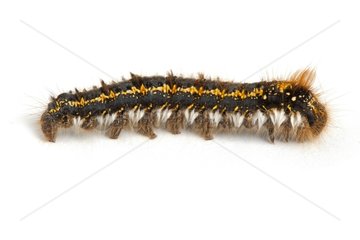 Drinker moth caterpillar on white background