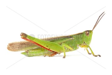 Tricolor Locust on white background