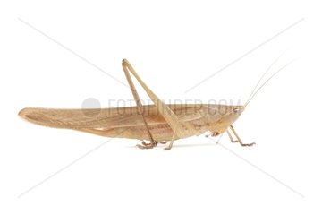 Large Conehead on white background