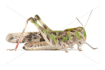 Grasshopper on white background