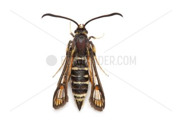 Clearwing on white background