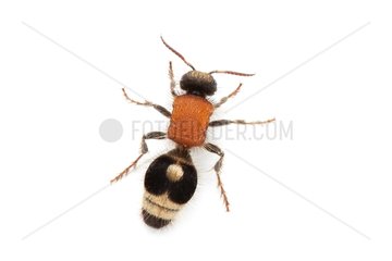 Velvet Ant on white background
