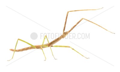 Stick Insect on white background